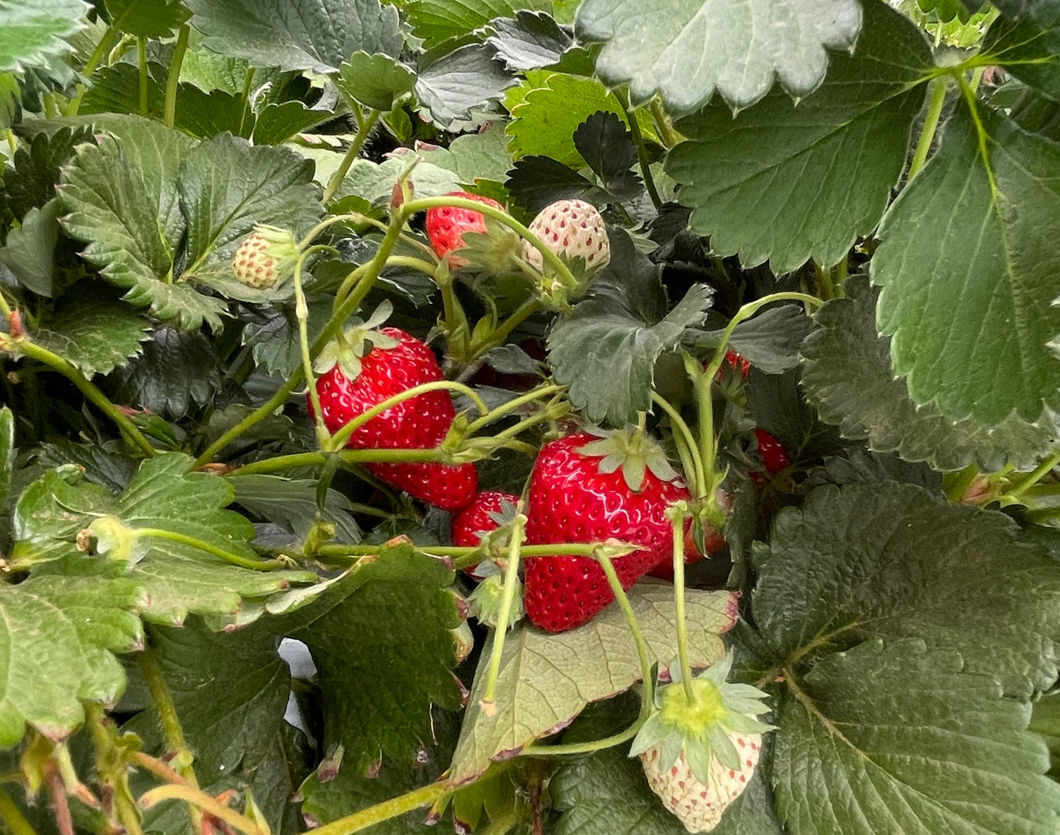 【リリース情報】Ripe Strawberry Aleをリリースしました!